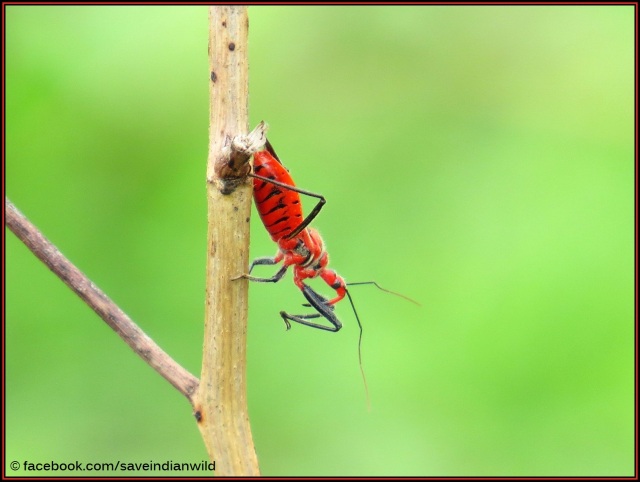 Red Bug | Birds of Malwa