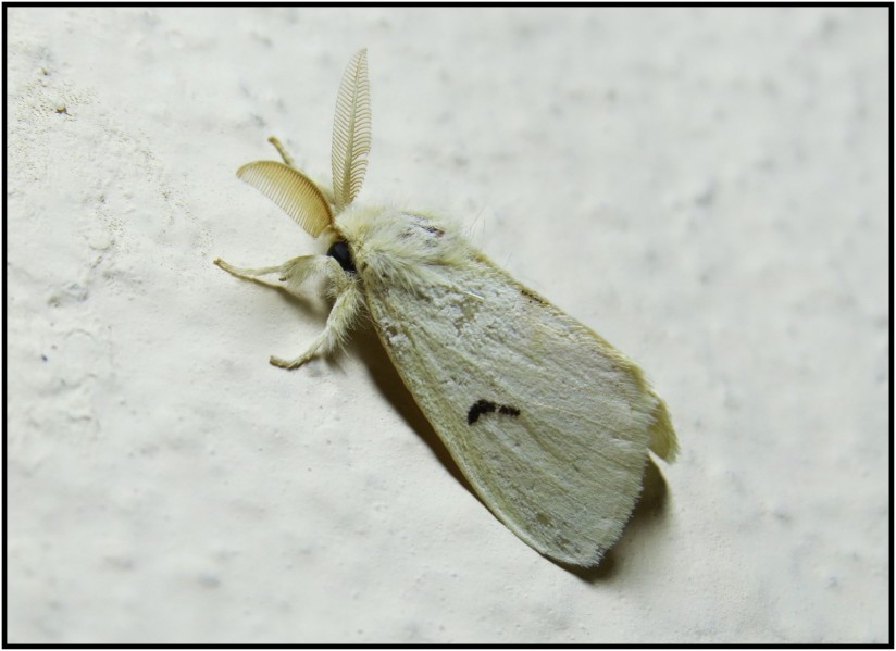 Tussock Moth (Lymantriidae) (Custom)