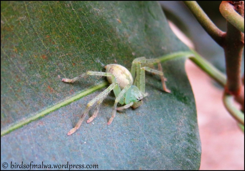 green huntsman spider (Custom)